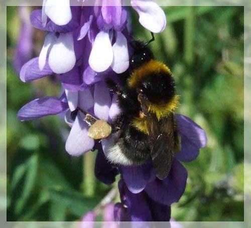 Bees are also picky in color