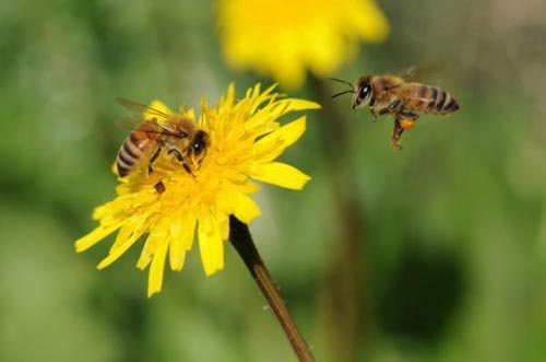 Bees are like us when making decisions
