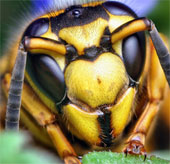 Bees burn dead dozens of people in China