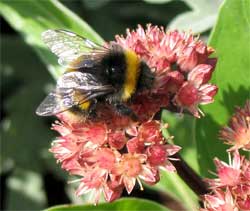 Bees can adjust flight speed