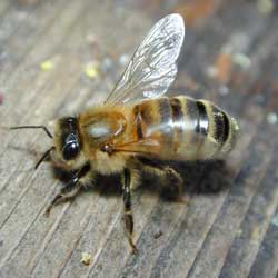 Bees can recognize human faces