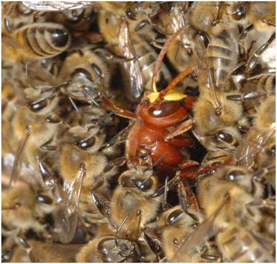 Bees choke enemies to death