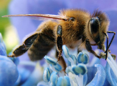Bees know how to count