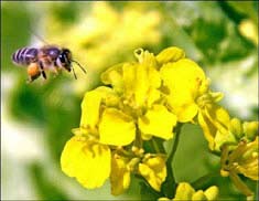 Bees know how to distinguish punishment and rewards