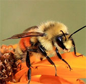 Bees pollinate on Mars: Can you believe it?