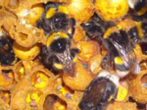 Bees react according to circumstances