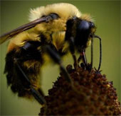 Bees - zombies' ability to destroy horrors