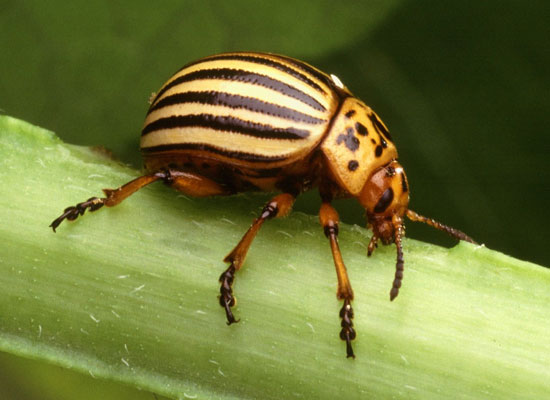 Beetle - a solution to kill weeds