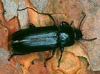 Beetles attempt to mate before dying