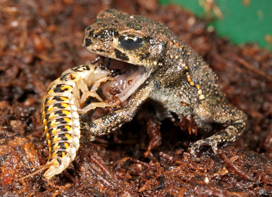 Beetle's 'meat' toads