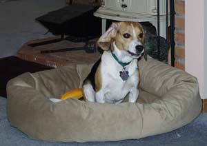 Before going to bed, do dogs walk around the drive?