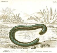 Behavior to eat maternal skin in legless species