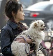 Beijing restricts dog breeding