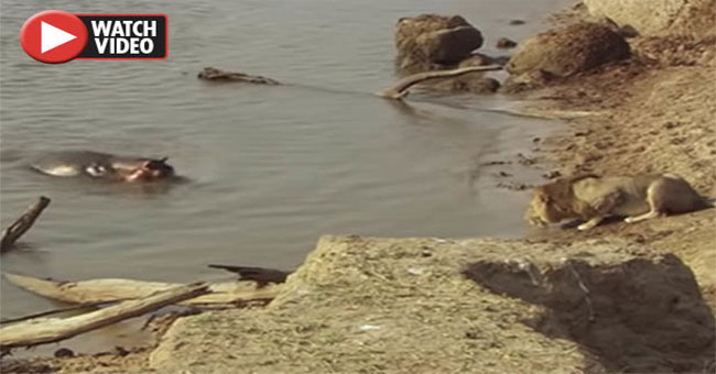 Being chased by hippopotamus, the tailed lion loses the lord of the lord