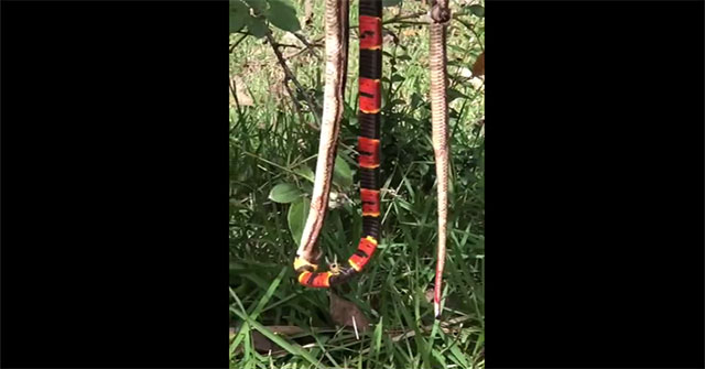 Being doing fellow meat was plagued by wasps, crazy coral snakes