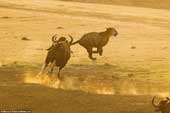Being hunted by the bison, the tiger frantically took off