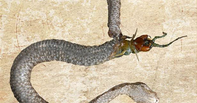 Being swallowed alive, the snake's gut bites out