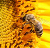 Belgium has the highest rate of dead bees in winter in Europe