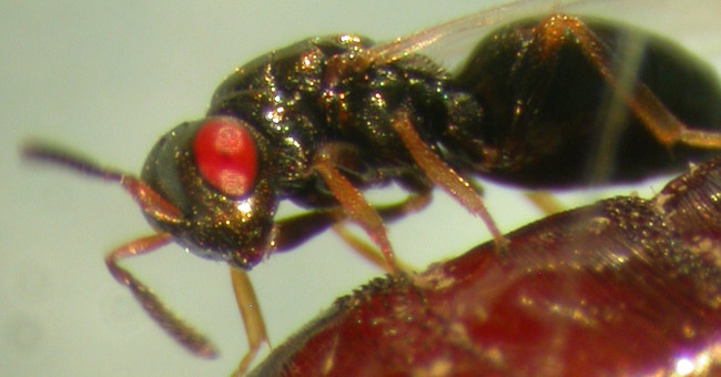 Believe it: Science creates bees from