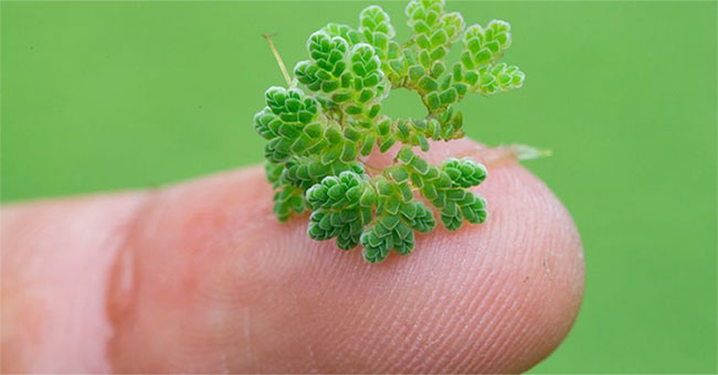 Believe it: This small fern can help fight climate change