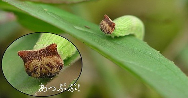 Believe it, this worm has a face ... Hello Kitty