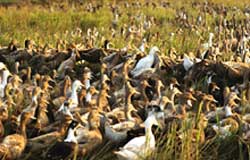 Ben Tre detected H5 avian influenza virus in duck flock