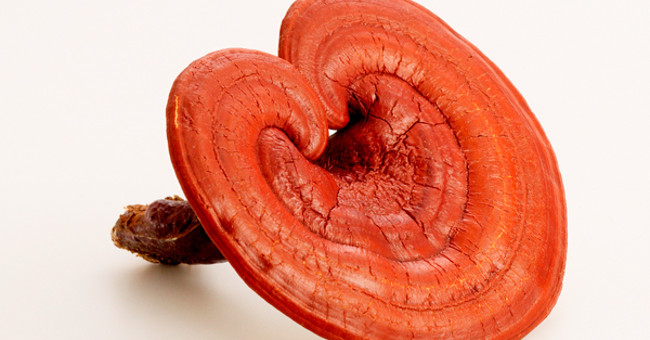 Benefits from Ganoderma that you don't know