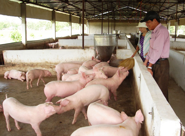 Benefits of using probiotics in livestock