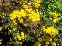 Berberine pills can cure diabetes