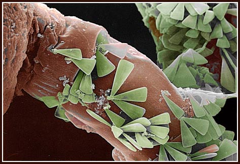 Best science photo 2008