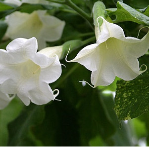 Beware of poison from flowers