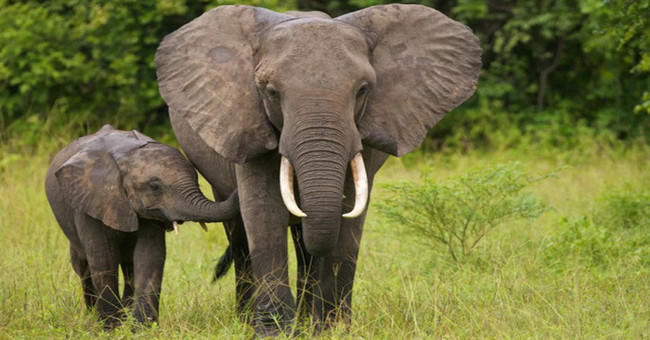 Big body like elephants are afraid ... bees