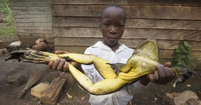 Big frogs with newborn babies face extinction