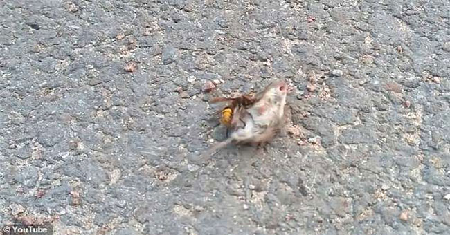 Big horns are horrifying rat mice in less than a minute