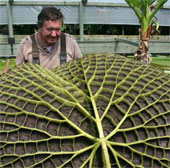 Big leaf record in Australia