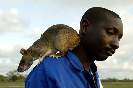 Big mouse like a cat raging in America