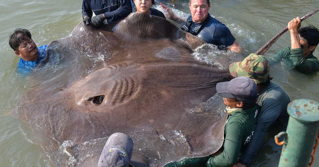 Big rays with cars die mass on Thai river