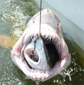 Big sharks bite small sharks