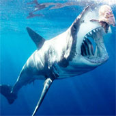 Big sharks eat small sharks