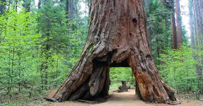 Big storm hurled an old 1000 year old tree, a symbol of California state