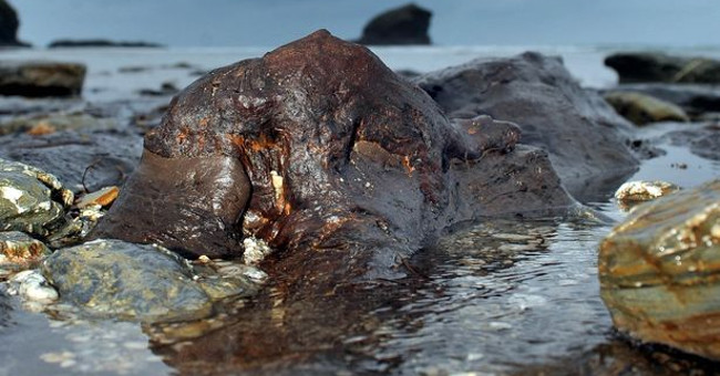 Big storm reveals 6,000 year old fossil forest