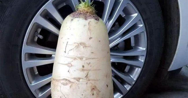 Big white radish is close to an automobile tire