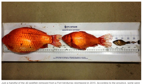 Big yellow goldfish appear in Canada