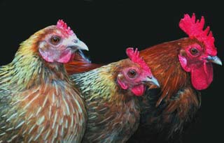 Big-crested hens benefit more from sex