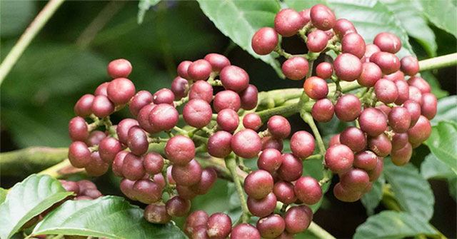 Bile bear, Indian tubers can help prevent cancer