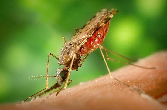 Bill Gates funded billions to trap malaria mosquitoes