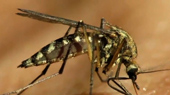 Bill Gates wants to kill mosquitoes in chocolate and laser guns