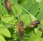 Billions of cicadas will