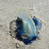 Billions of jellyfish-like creatures