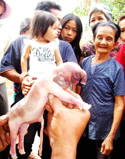 Binh Dinh: Pig gives birth to 'elephant'
